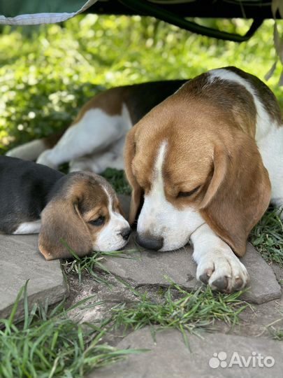 Щенки бигля