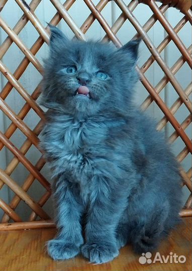 Котята мейн кун