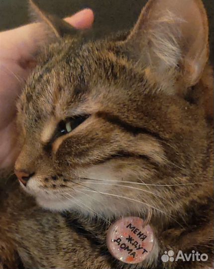 Адресник для собак и кошек