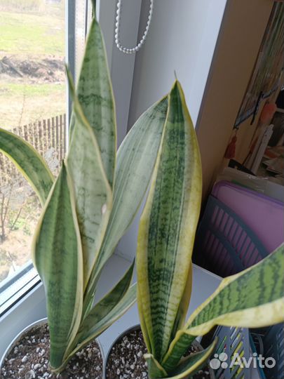 Сансевиерия сортовая