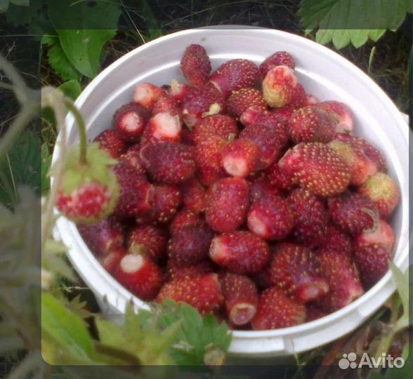 Рассада земклуники(не усы)