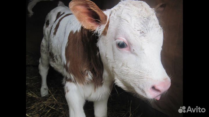 Продам бычка