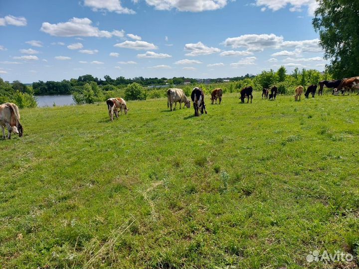 Стадо коров