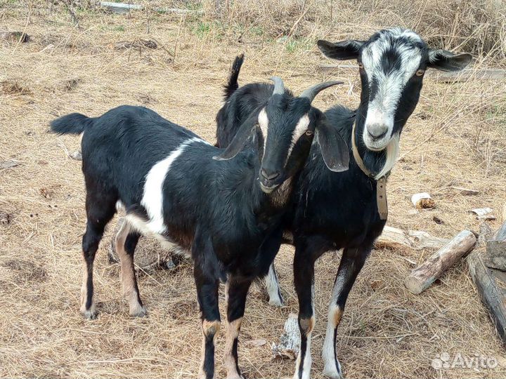 Козы дойные