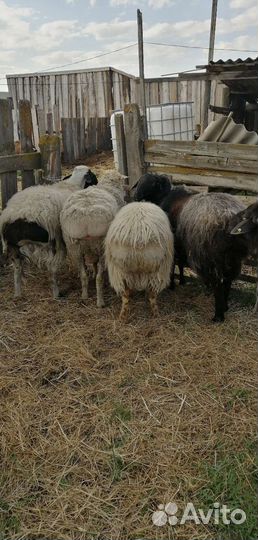 Племянные бараны