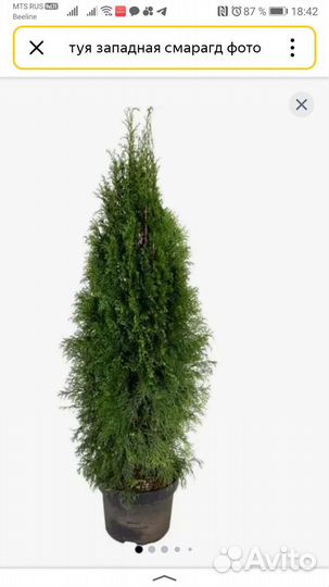 Сосна горная пумилио,туя смагард