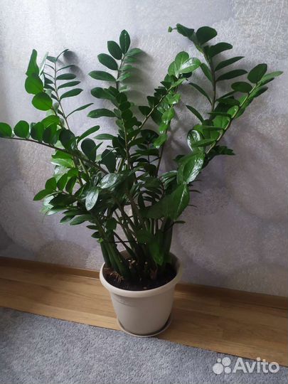 Замиокулькас