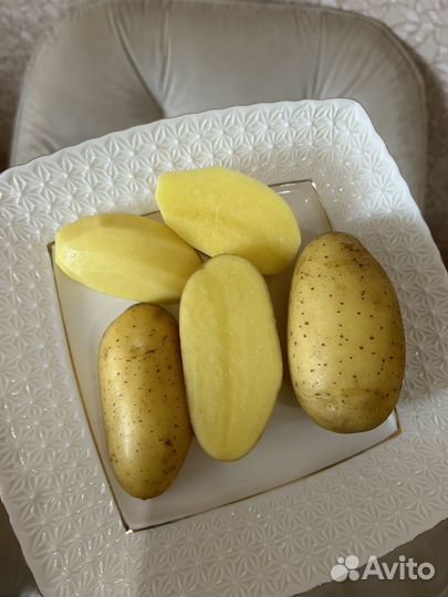 Картофель вега Крупный