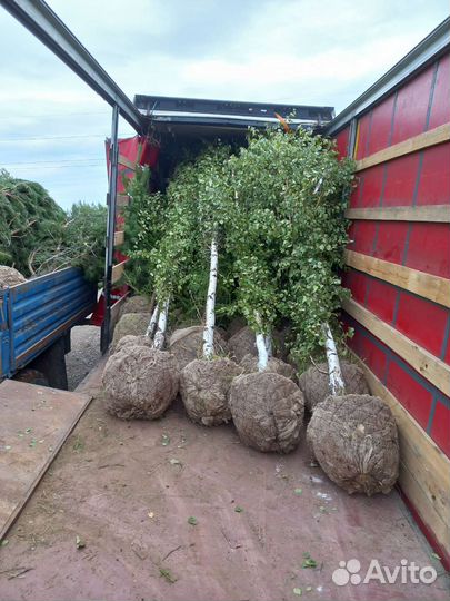 Саженцы березы