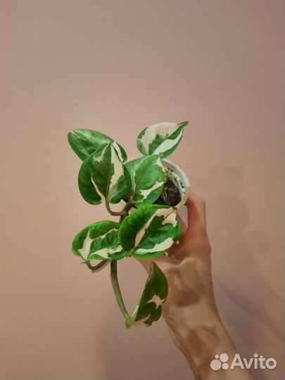 Сциндапсус 