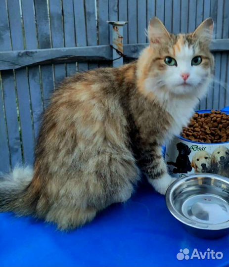 Кошка в дар