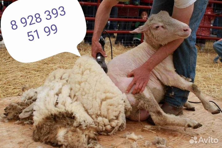 Стрижка овец