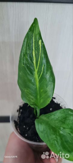 Спатифиллум зебра