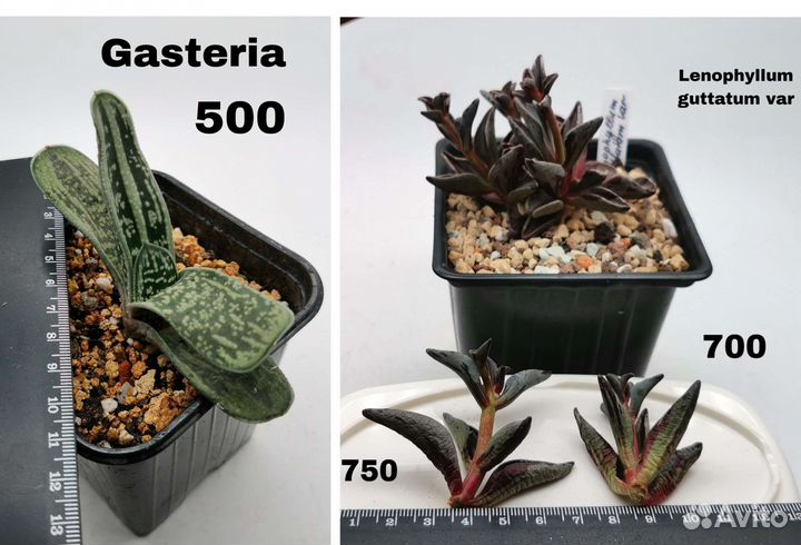 Алоэ, Хавортии, Гастерии, Фаукарии