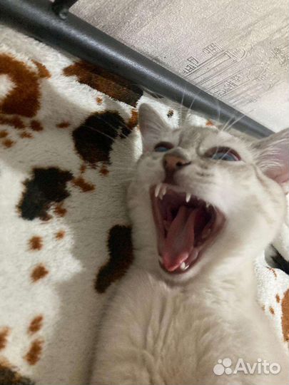 Кошка