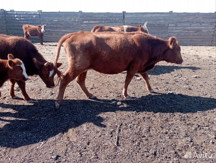 Коровы и телята