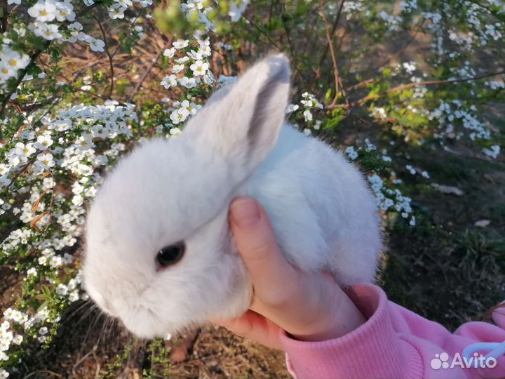 Кролик домашний