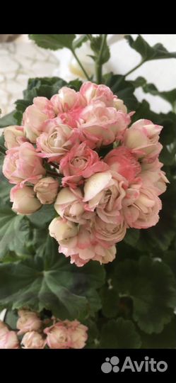 Продам цветы