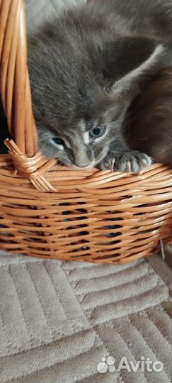 Котята мейн-кун