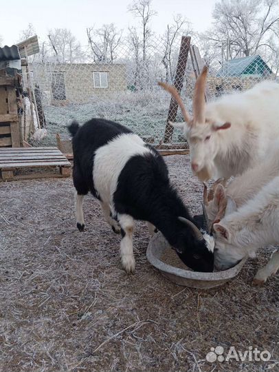 Зынаненский