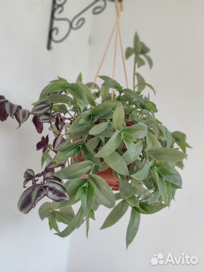 Традесканция