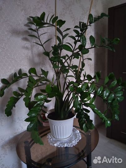 Замиокулькас