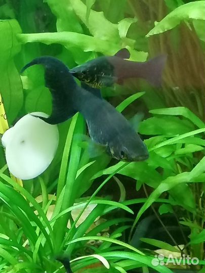 Аквариумная рыба