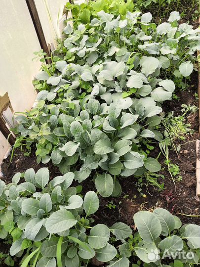 Рассада помидор, капуста, петуньи, годеция