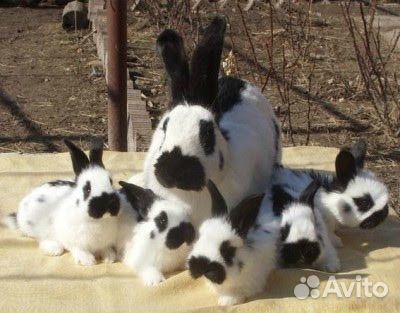 Нпв строкач, бронь