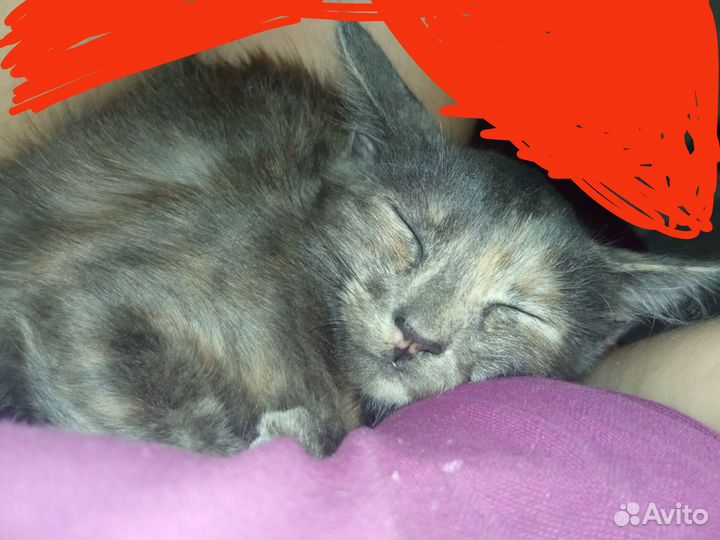 Кошка в дар