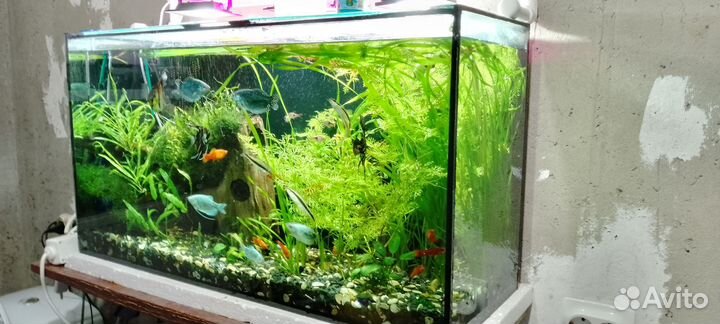 Аквариум 95л