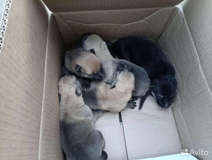 Щенки немецкой овчарки
