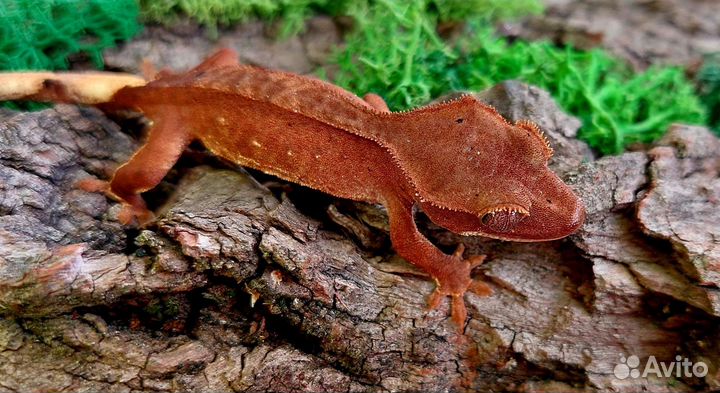 Реснитчатый бананоед (малыши)