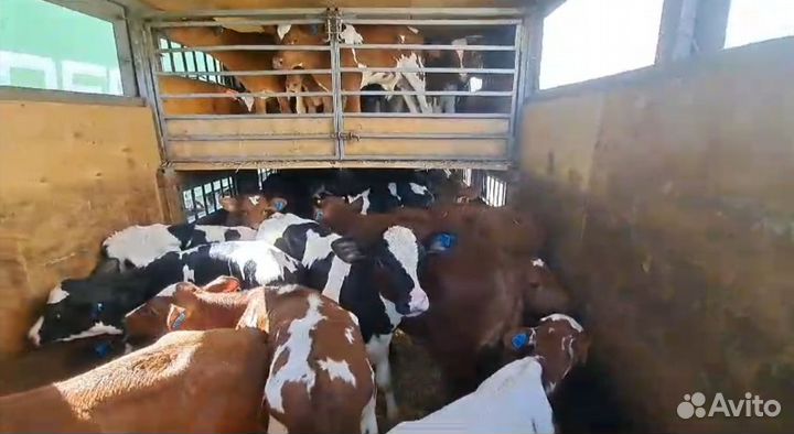 Быки и телки