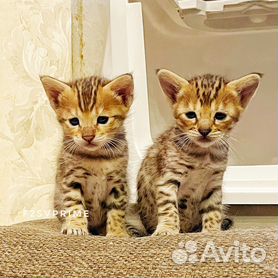 саванна - Купить недорого кошку или котёнка 🐈 во всех регионах | Цены на  котов | Авито