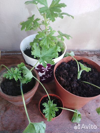 Герань душистая (лимонная)