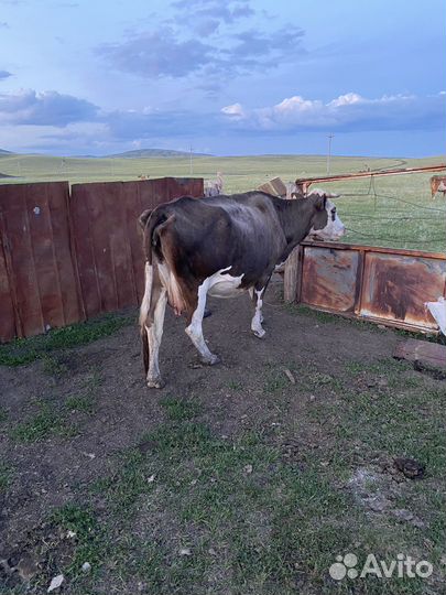 Коровы дойные молочные