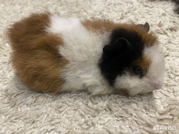 Малыш Тедди