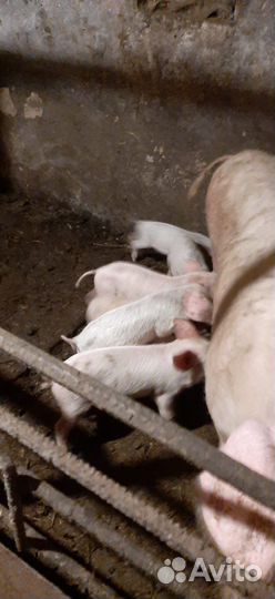 Поросята