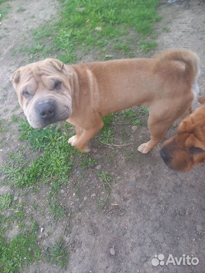 Шарпей вязка