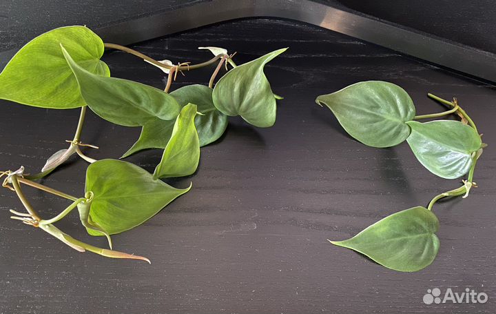 Сциндапсус