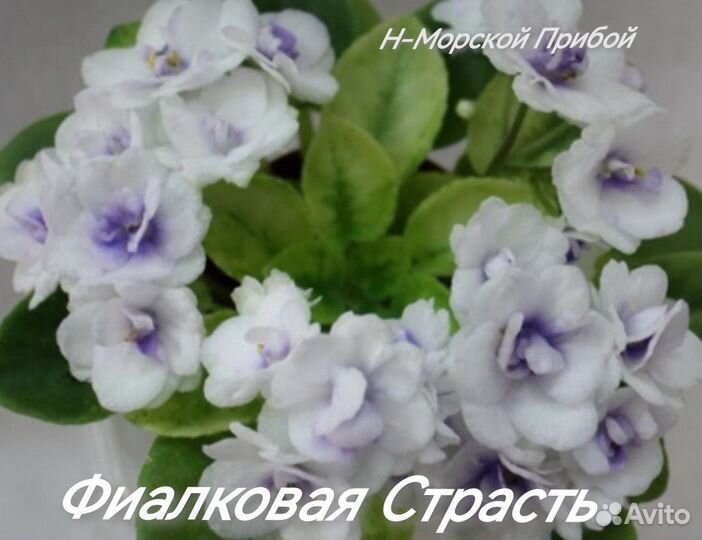 Сортовые мини фиалки