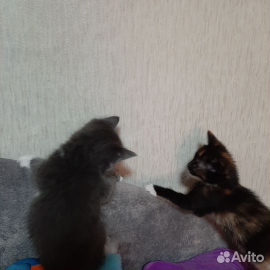 Котята