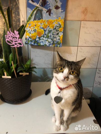 Котенок кошка