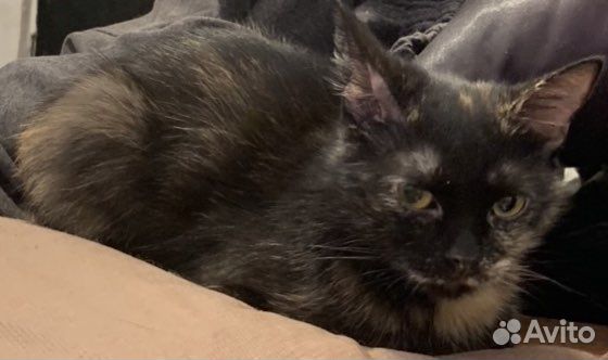 Кошка