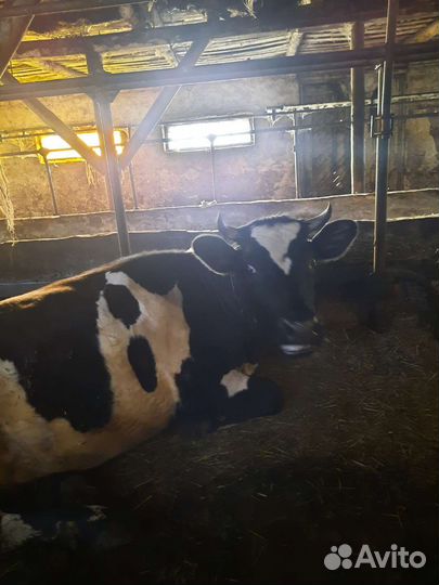 Продам нетель,коров,телок