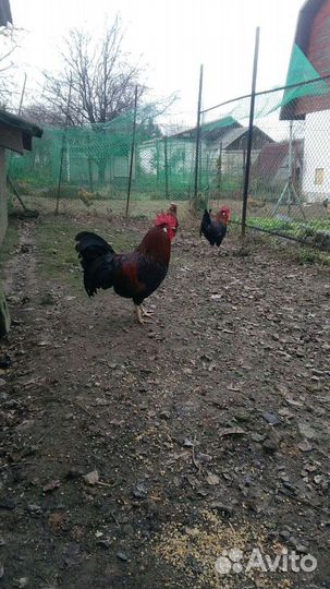 Яицо для инкубатора