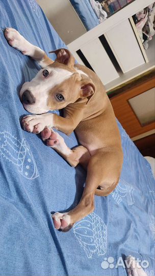 Питбуль девочка