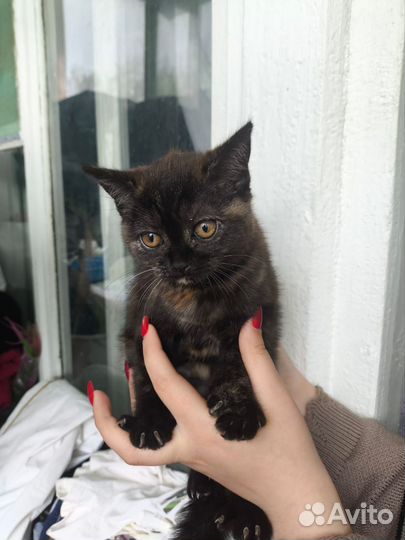 Котята британские
