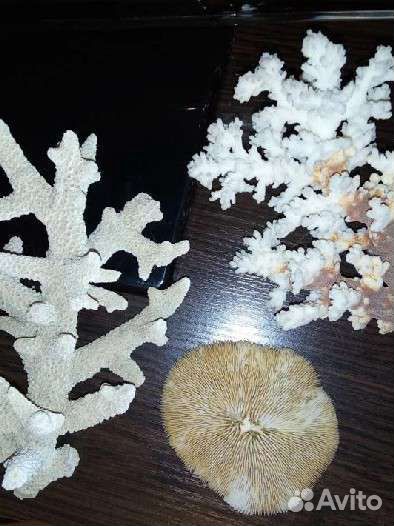 Кораллы Красного моря